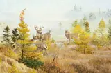 John Clymer, Early Morning – White Tails and Tamarack