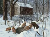 David Maass, Secluded Hideaway – Quail