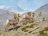 Bighorn Sheep, Nigel Pass, Alberta by Carl Rungius, 1919, oil on canvas, sold Jul 2013