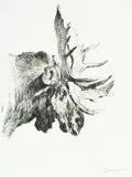 Carl Rungius, Old Bull