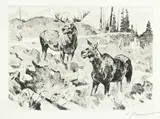 Carl Rungius, Mates