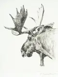Carl Rungius, Young Bull