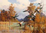 Harry Adamson, Autumn Sorcery – Mallards
