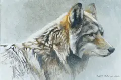 Robert Bateman, Coyote, 1991, acrylic on board