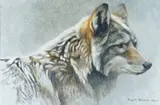 Robert Bateman, Coyote