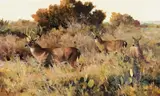 Ken Carlson, Whitetails