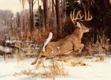 Ken Carlson, Dense Cover
