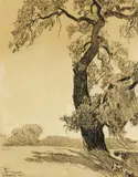 Maynard Dixon, The Oak Tree, 1927, charcoal on paper