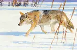 Bob Kuhn, Border Patrol