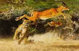 Bob Kuhn, A Near Miss