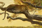 Bob Kuhn, The Leopard