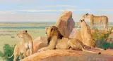 Bob Kuhn, Lions Perusing the Menu
