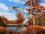 David Maass, Secluded Sanctuary – Wood Ducks