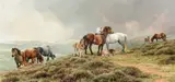 Bonnie Marris, The Dartmoor Ponies