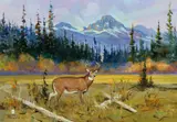 Ace Powell, Glacier Park Deer