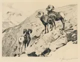 Carl Rungius, Cliff Dwellers
