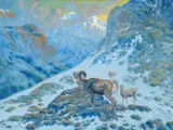 Olaf Carl Seltzer, Bighorn Sheep