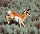 Tucker Smith, Pronghorn Antelope, 2010, oil on canvas