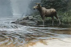 Robert Bateman, Bull Moose at Creek, 1984, gouache on paper