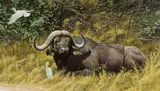 Robert Bateman, A Resting Place - Cape Buffalo