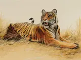 Guy Coheleach, Royal Bengal Tiger, gouache on paper