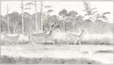 Bob Kuhn, Deer and Canada Geese, 1992, graphite on paper