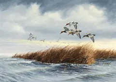 Canvasbacks by David Maass, oil on board, sold Jul 2011
