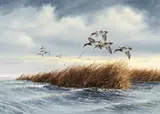 David Maass, Canvasbacks