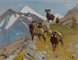 Carl Rungius, Rams