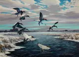 Harry Adamson, Canvasbacks