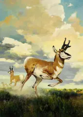 Douglas Allen, Pronghorn Antelope, oil on board