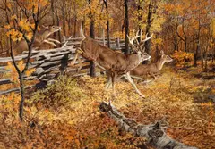 Tom Beecham, Whitetails on the Move, oil on board