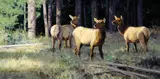 Ken Carlson, More Than a Glance
