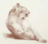 Bob Kuhn, Cougar, conté on paper