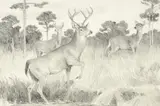 Bob Kuhn, Whitetail Deer, 1992, graphite on paper