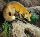 Bob Kuhn, Reynard, The Fox