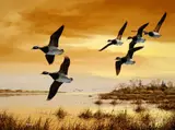 David Maass, Sunrise Flight