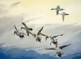 Roy Martell Mason, Wings of the Morning
