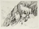 Carl Rungius, Dall Sheep