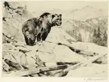 Carl Rungius, Silvertip