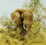 David Shepherd, Browsing Elephant