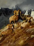 Gary Swanson, Bighorn Mountain Sheep