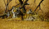 Gary Swanson, Tigress and Cubs