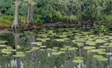 Gunnar Widforss, Lily Pads