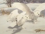 Ken Carlson, Snowy Owls