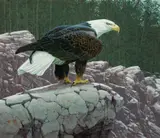 Guy Coheleach, Eagle, oil on board
