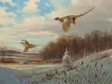 Owen J. Gromme, Back to Cover - Pheasants, 1971, oil on canvas