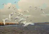 Owen J. Gromme, Swans, 1962, oil on canvas