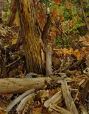 Frank Tenney Johnson, Wind Blown Forest