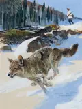 Bob Kuhn, Coyote, gouache on paper